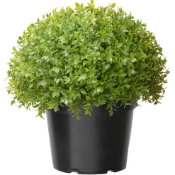 National Tree Company Topiaries / Shurbs^15" Artificial Globe Japanese Holly