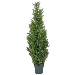National Tree Company Topiaries / Shurbs^50" Cedar Tree