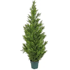 National Tree Company Topiaries / Shurbs^62" Cedar Tree