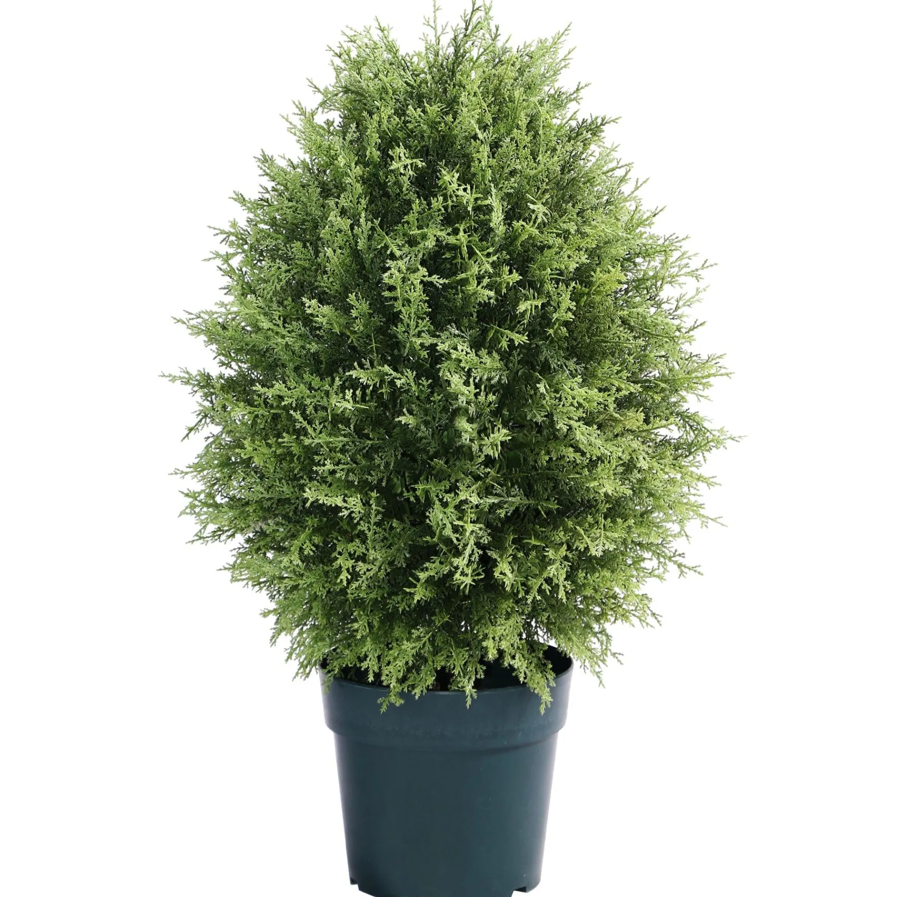 Topiaries / Shurbs-National Tree Company 32" Cypress Tree
