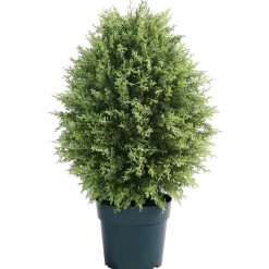 Topiaries / Shurbs-National Tree Company 30" Cypress Tree