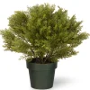 National Tree Company Potted Plants^22" Globe Cedar Tree With Dark Green Round Growers Pot