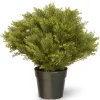 Topiaries / Shurbs-National Tree Company 28" Globe Juniper Tree
