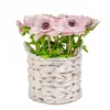 National Tree Company Potted Flower Plants^10" Pink Anemone Flower Bouquet In White Basket