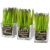 Potted Plants-National Tree Company Artificial Potted Plant Set, Green Plant Sprouts, Square Glass Pot Base With Messages, Pack Of 3, Spring Collection, 7 Inches Each